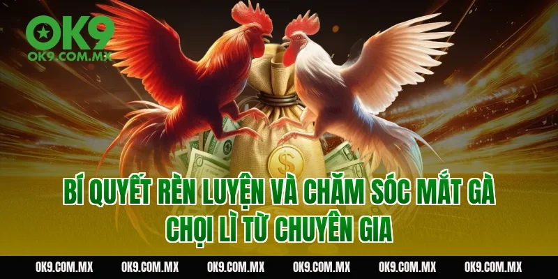 Bí quyết rèn luyện và chăm sóc mắt gà chọi lì từ chuyên gia