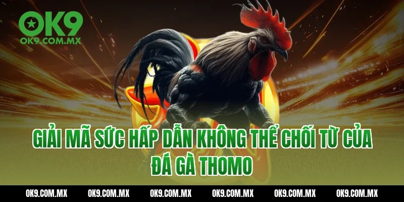 Giải mã sức hấp dẫn không thể chối từ của Đá gà thomo